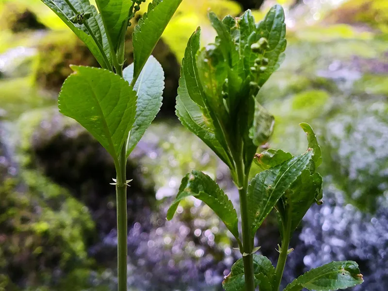 Sortir du burnout : l&rsquo;œil de l&rsquo;experte en case management